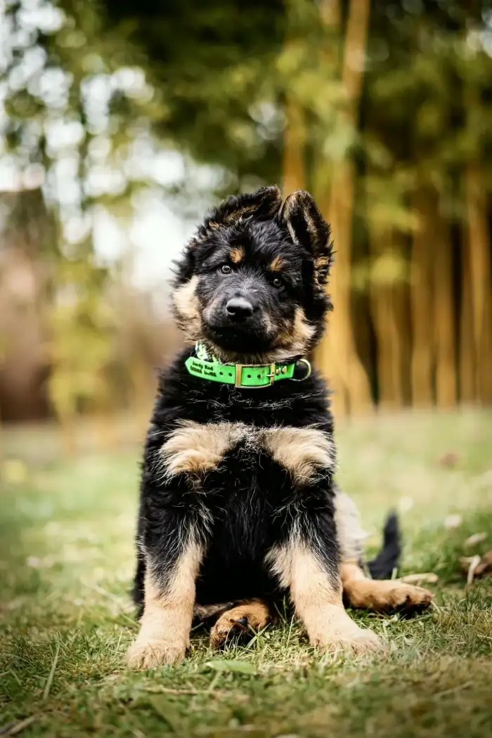 Jordy Bad Černá luna