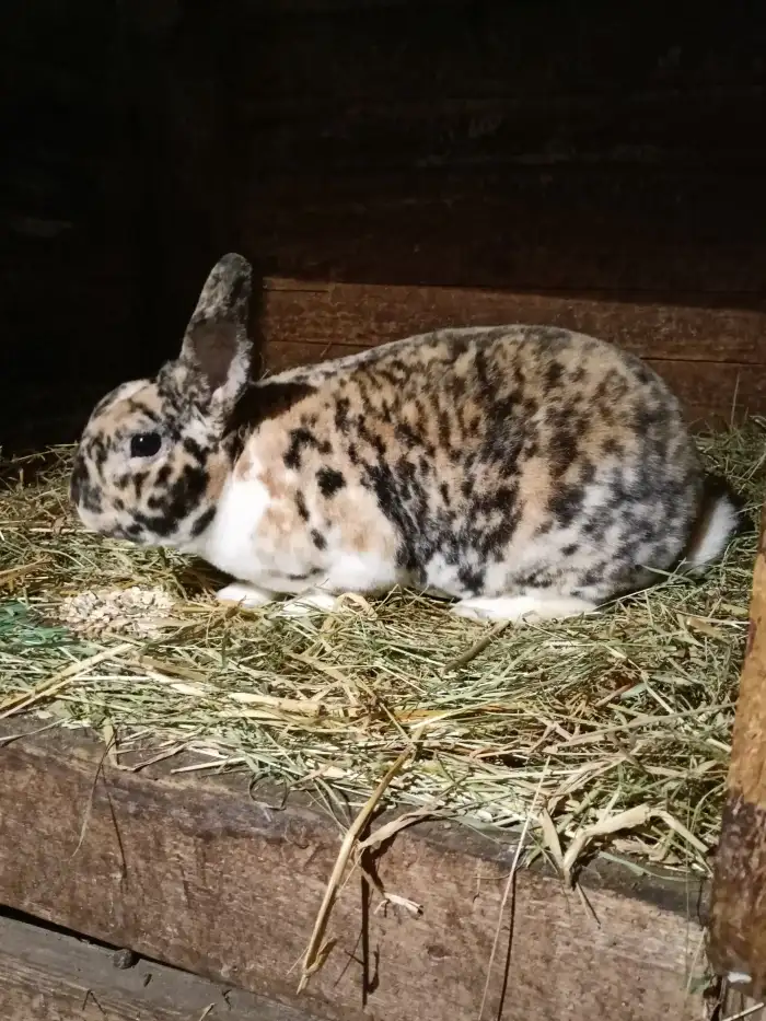 otec Monkey D. Ruffy