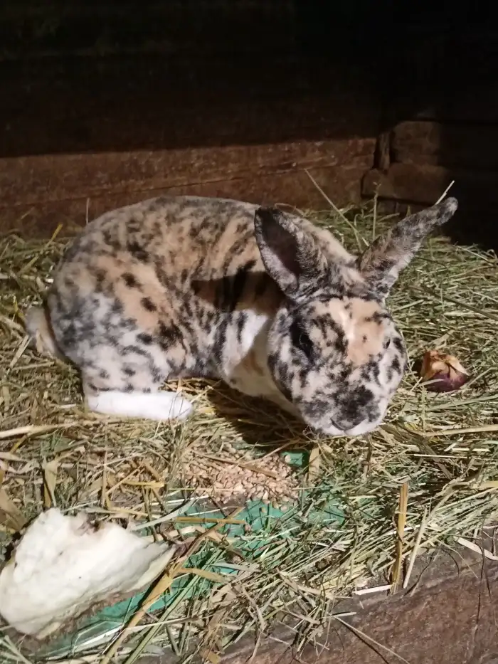 otec Monkey D. Ruffy