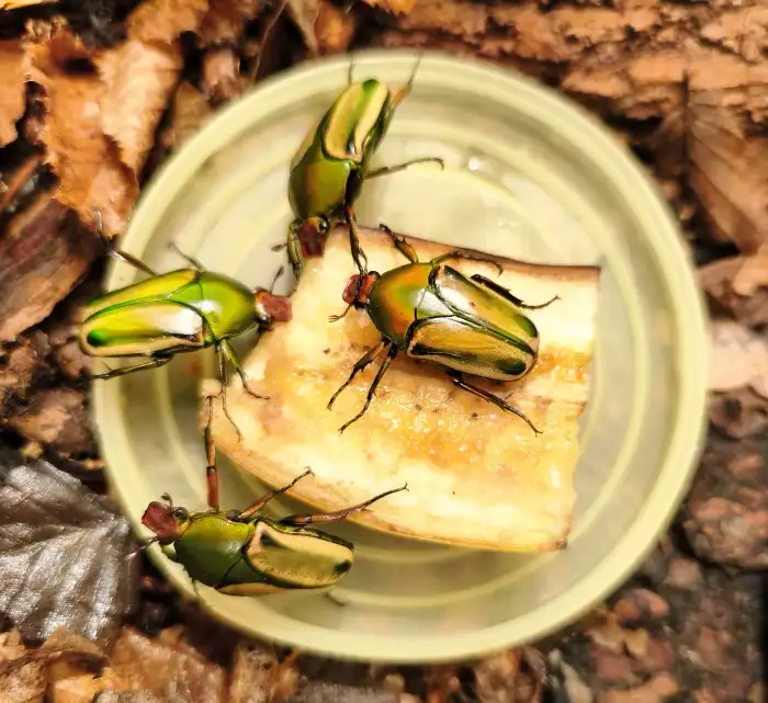 hornimani