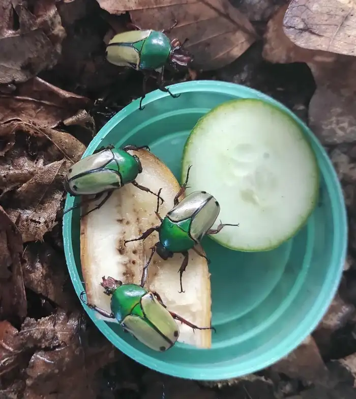 loricata