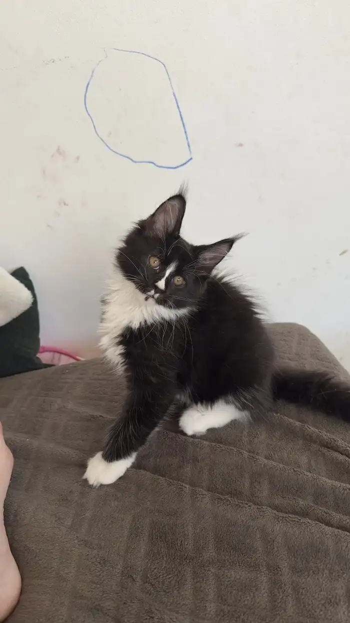 1.kluk-11.týdnů