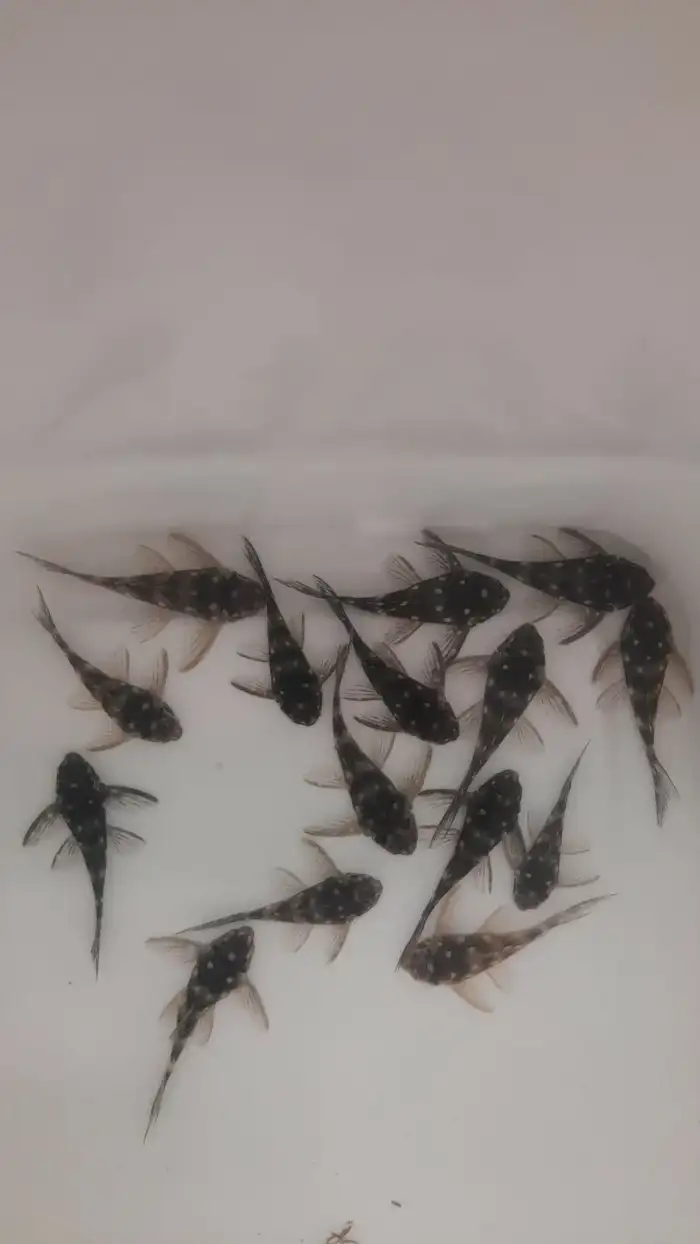 3-4 cm