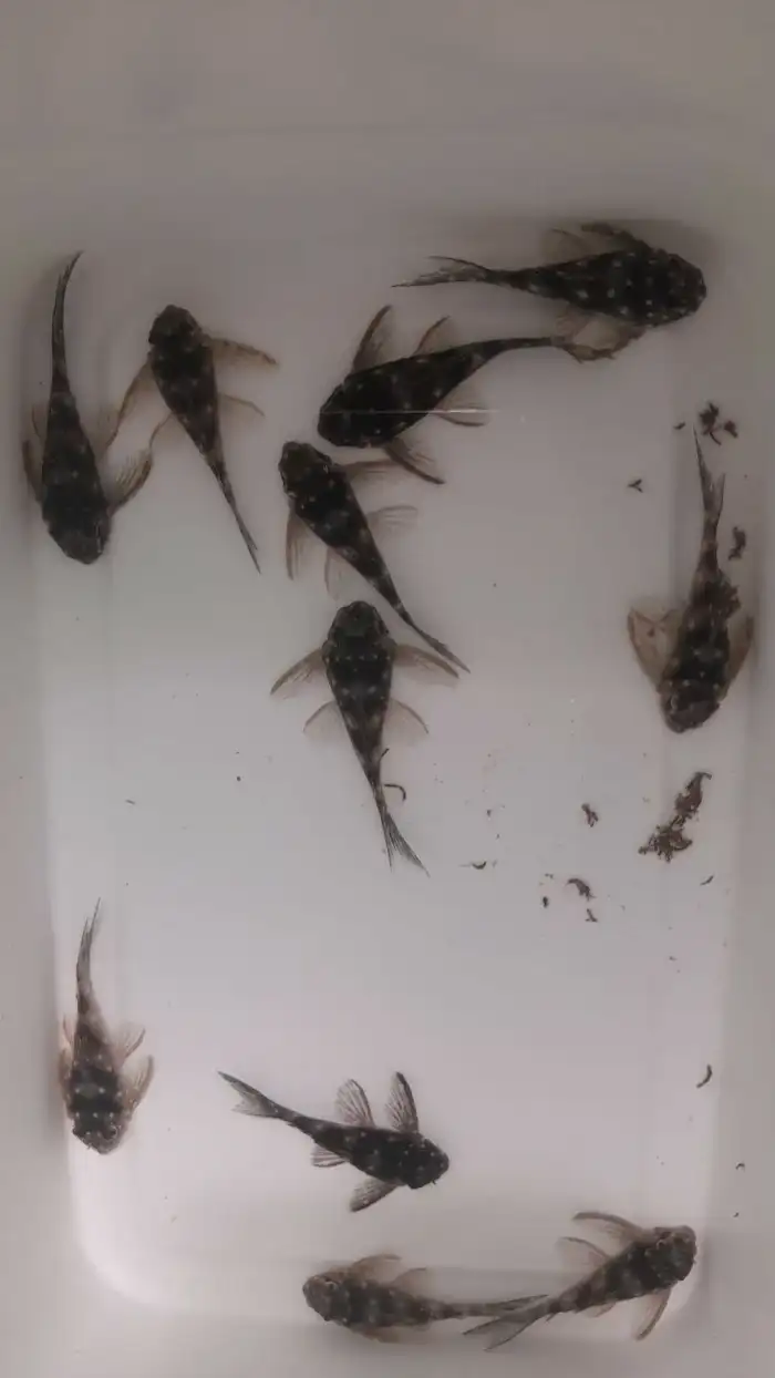 4,5-5,5 cm