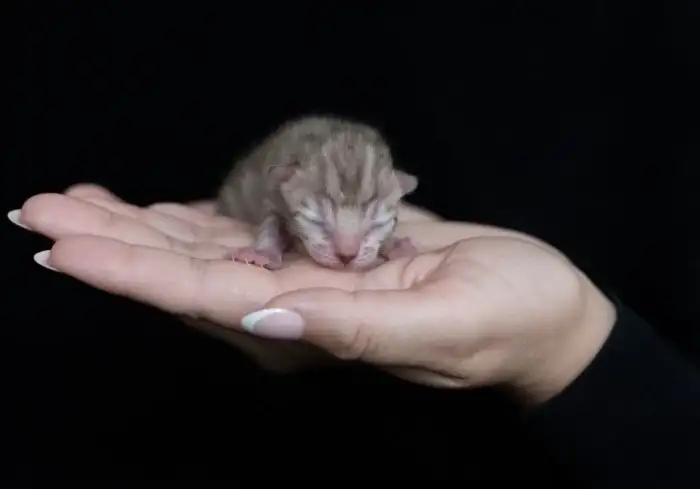 Charcoal Sepia