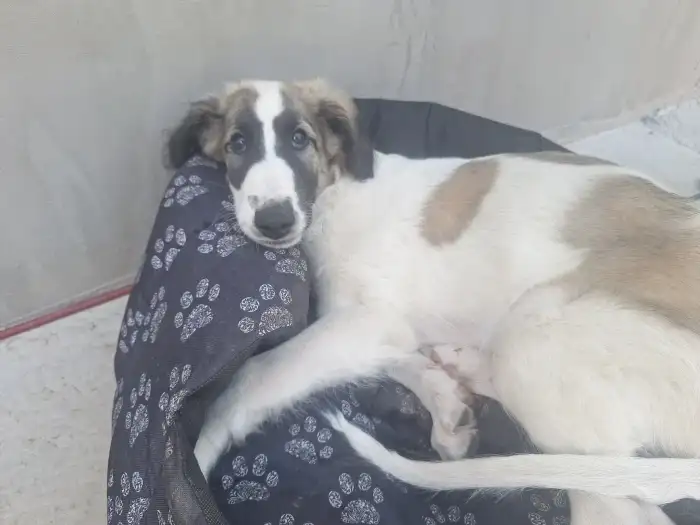 Amore Mio