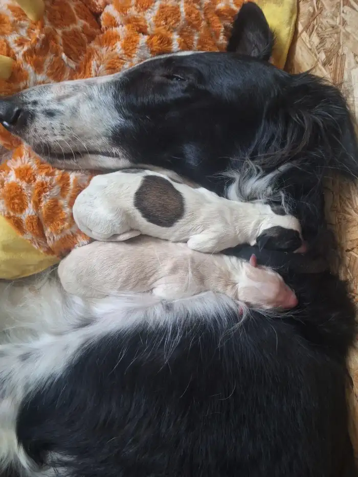 Amorek s Apollem a maminkou Gilly