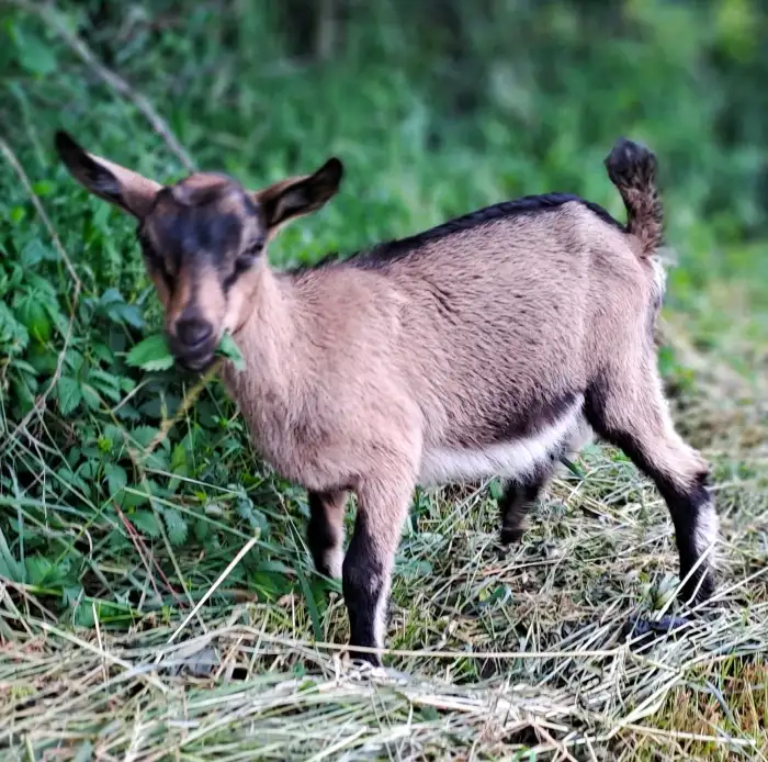 kozička na pastvě - současná fotka