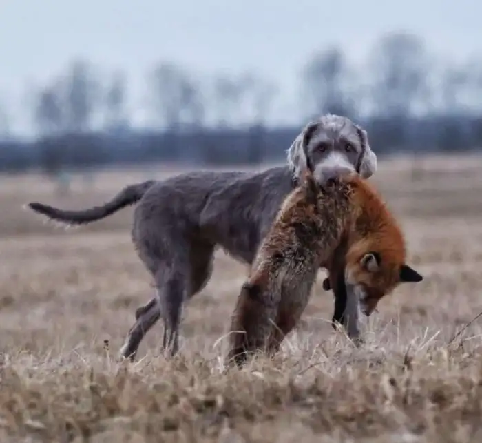 Fearless Hunter Chili "U"