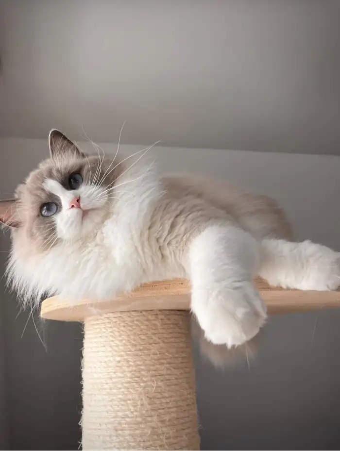 Elsa Felinotherapy