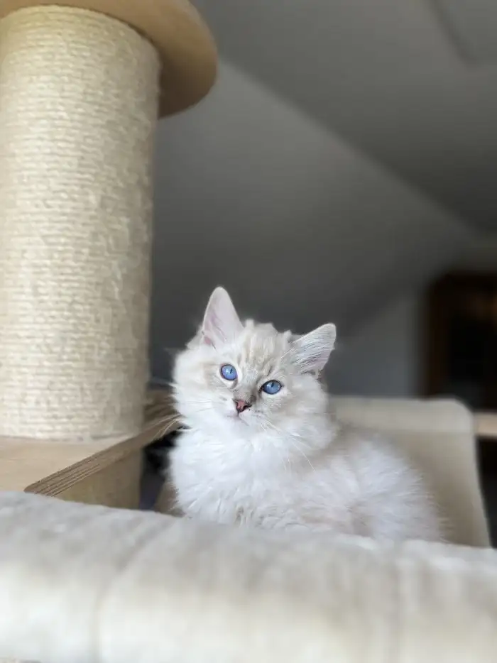 Darwin