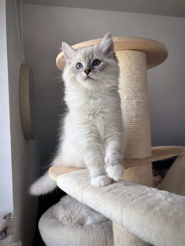 Darwin