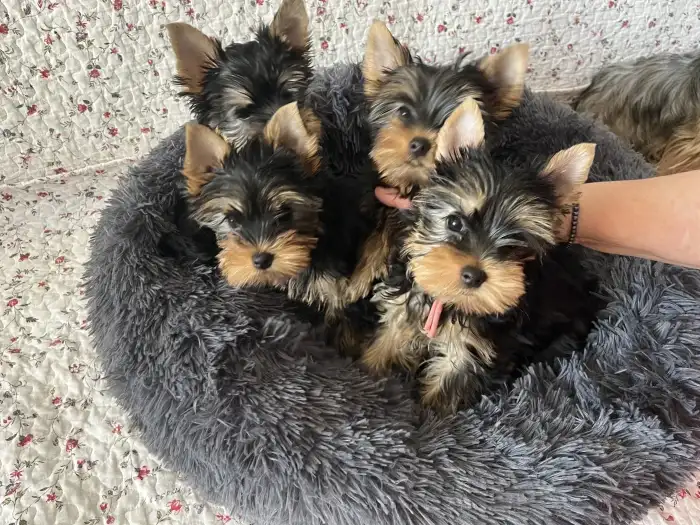 RONY, ROXI, RIKO,ROBIN