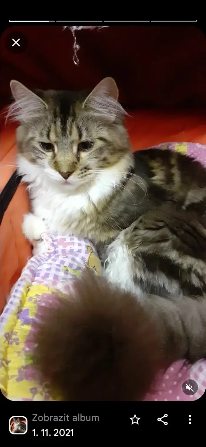 Mamka
