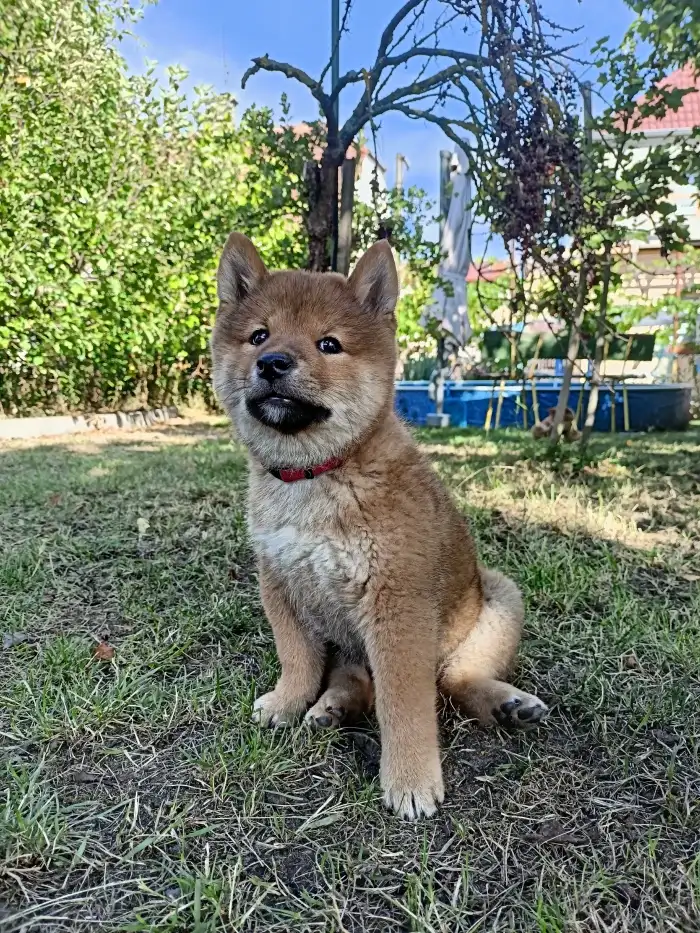 Aibi Kitsune no hoshi