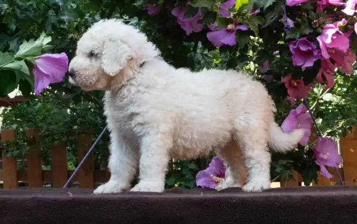 Grimm
