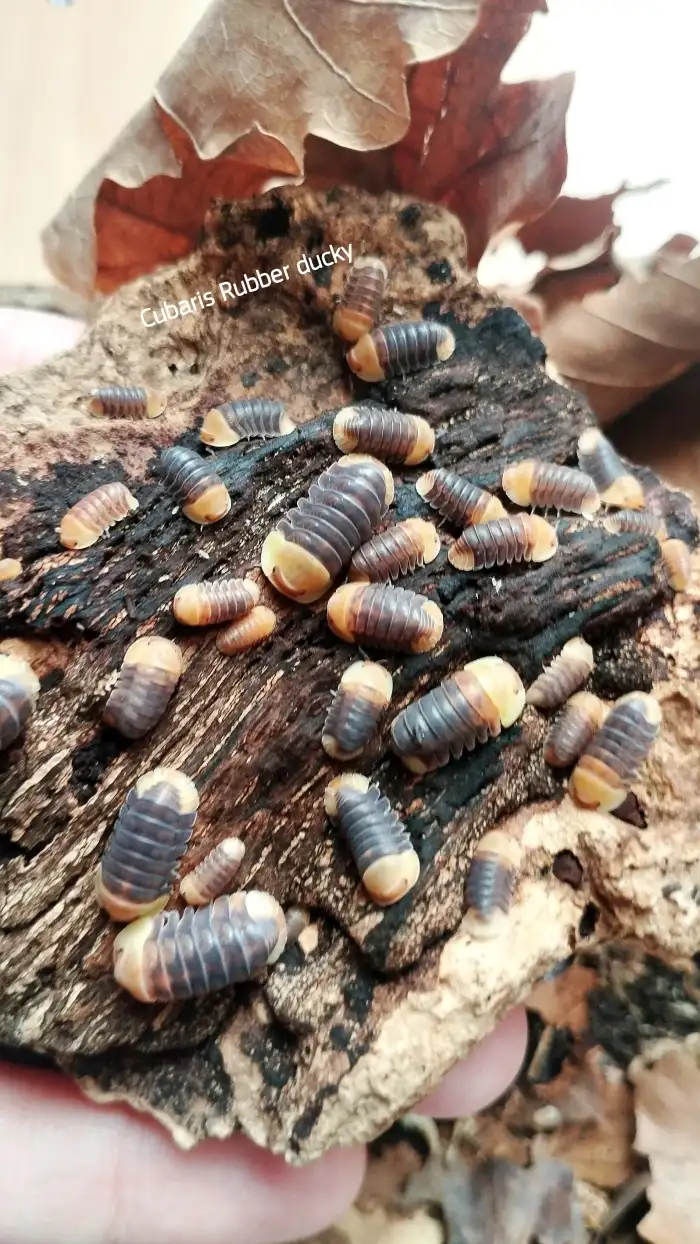 Cubaris Rubber ducky