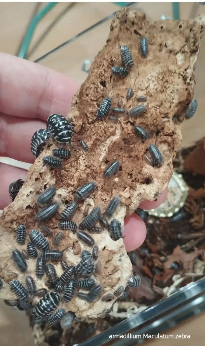Maculatum zebra