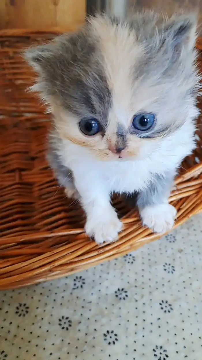 Nanynka Mikešův dvůr, CZ