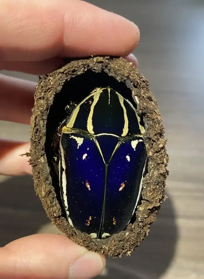 Mecynorhina torquata ugandensis