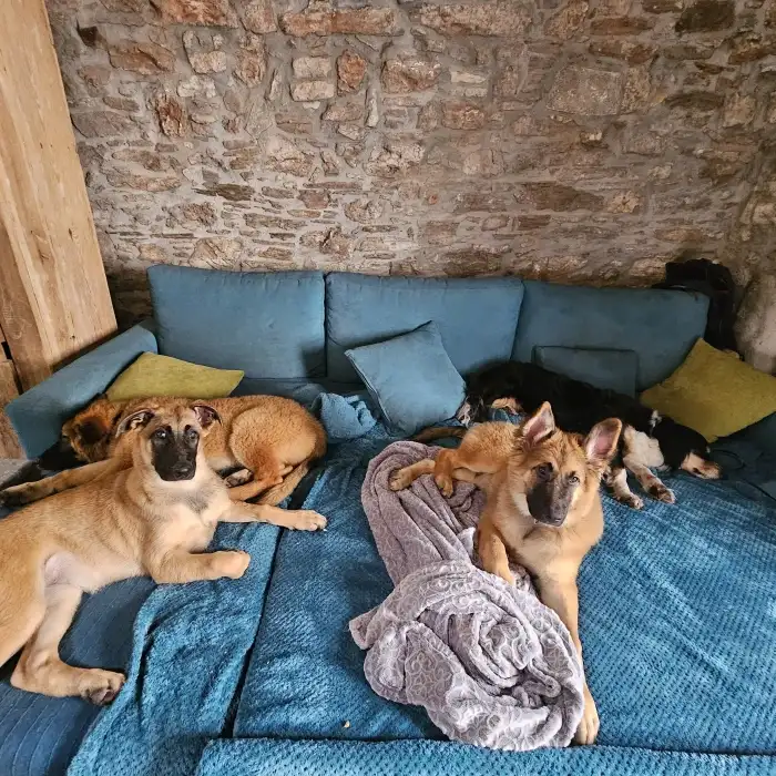 Ari (již adoptován), Lilly a Buck odpočívající se strejdou Berniem na gauči
