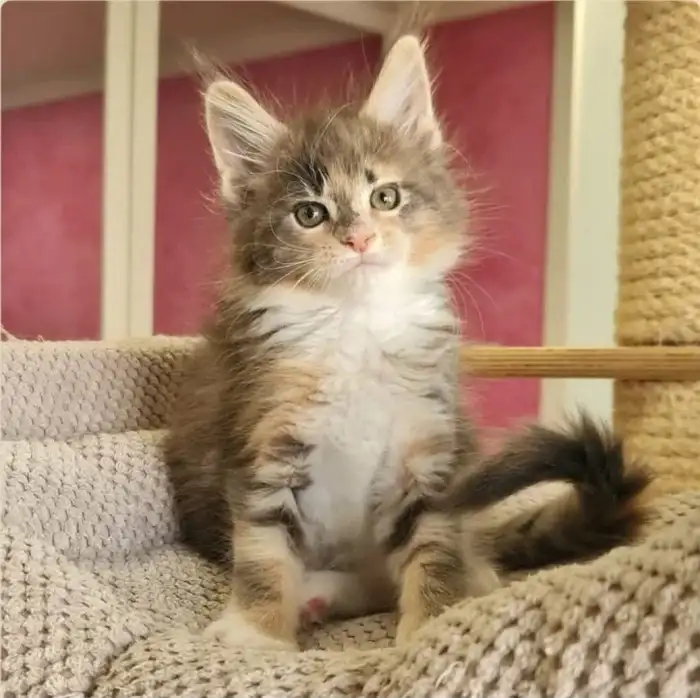 Lily miminko