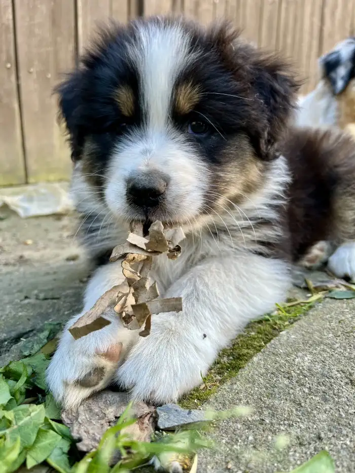 Chicco