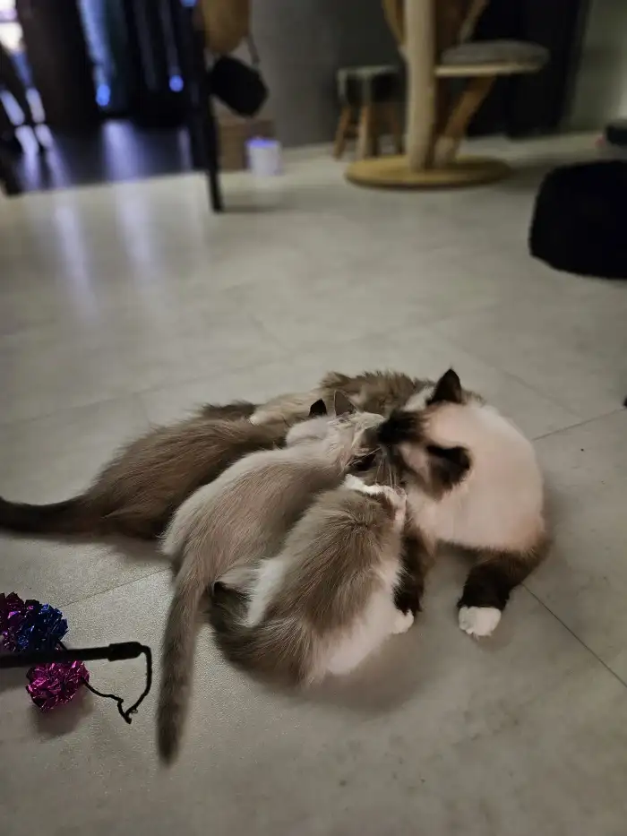 Matka s koťaty