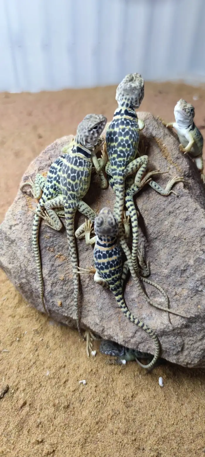 C. collaris