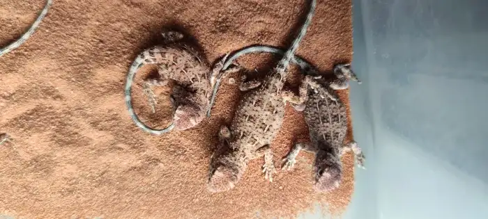 T. centralis