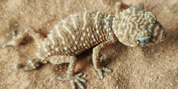 N. amyae