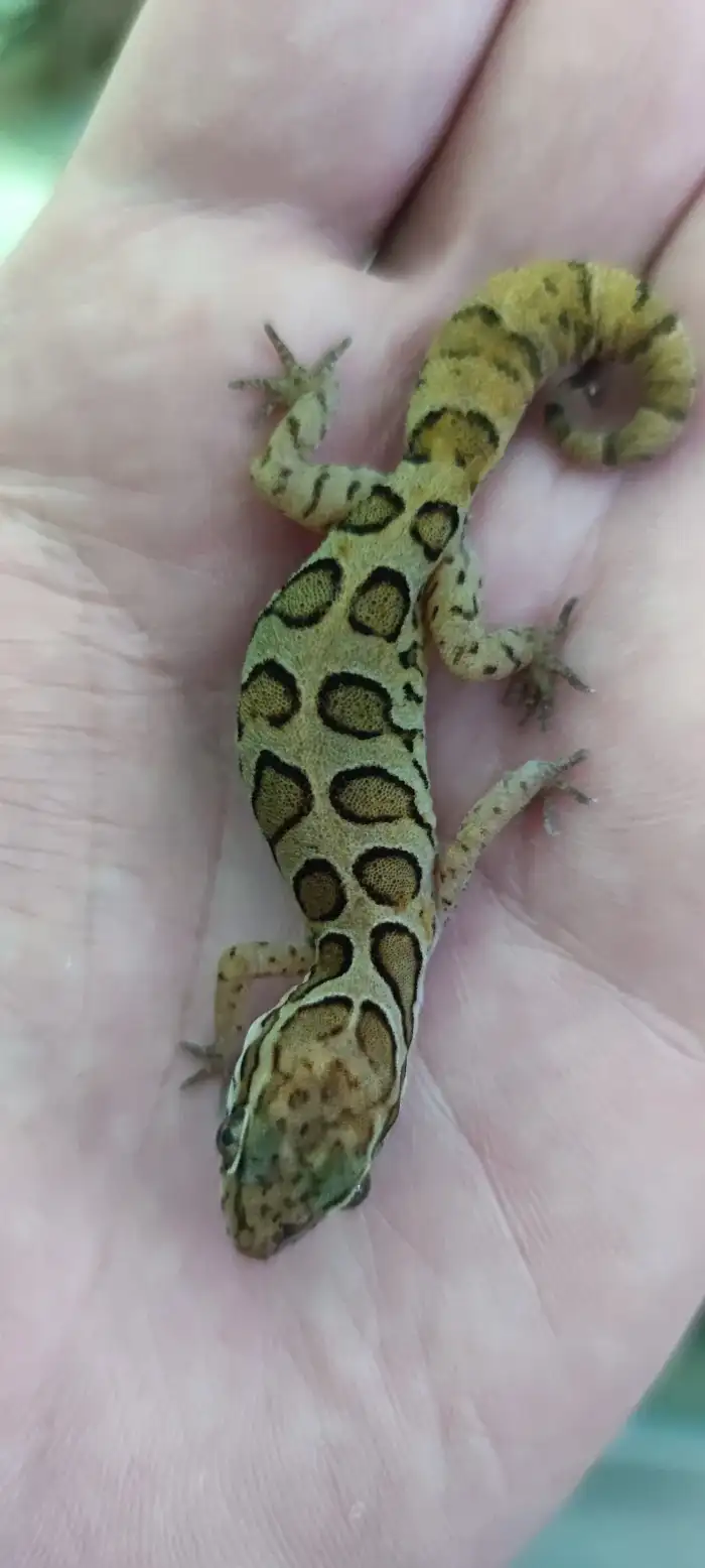 G. nebulosa