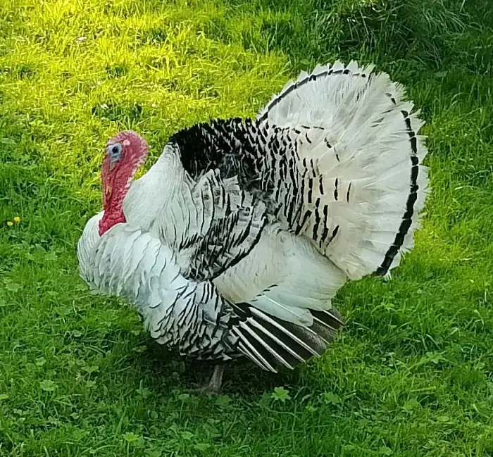 Hrdý otec
