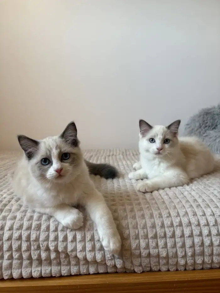 Cassian (vlevo), Charlie (vpravo)