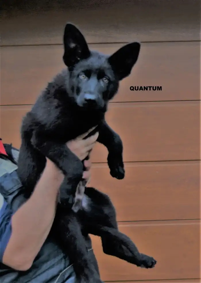 QUANTUM