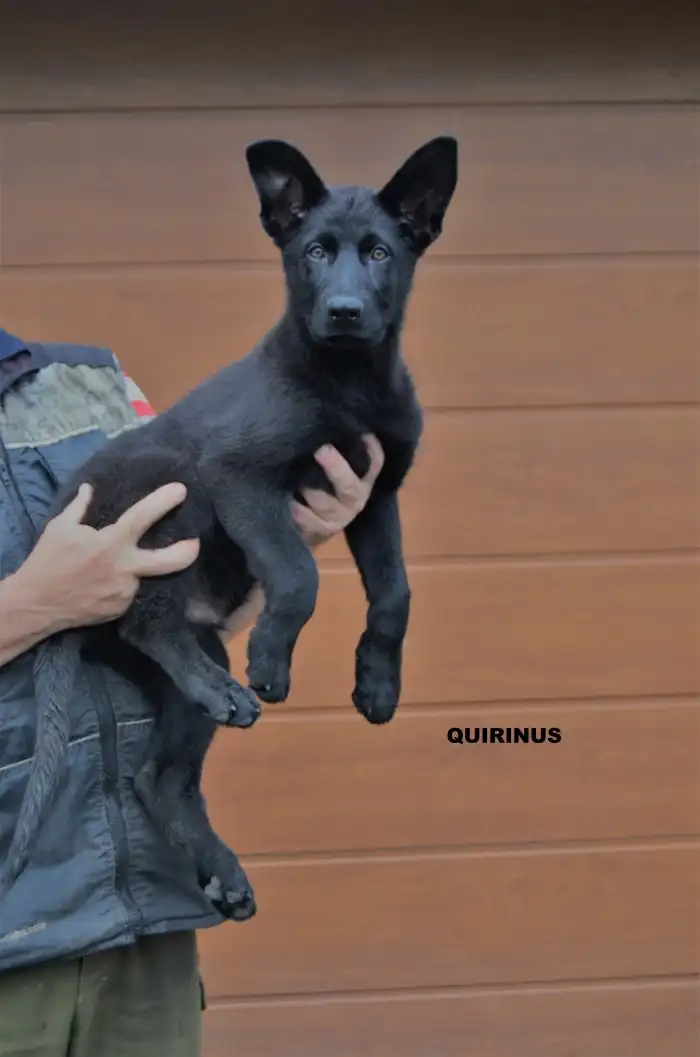QUORINUS