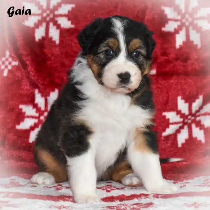 Gaia