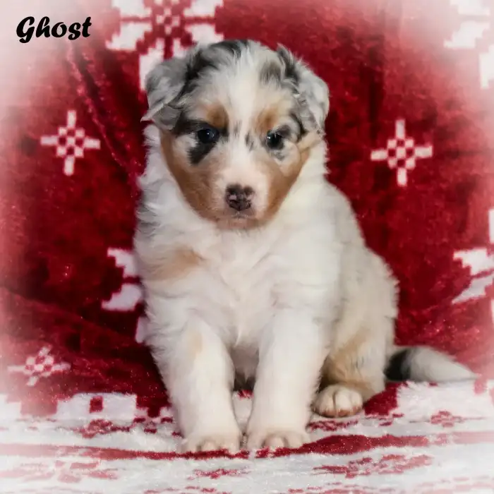 Ghost