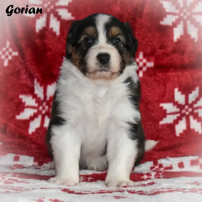 Gorian