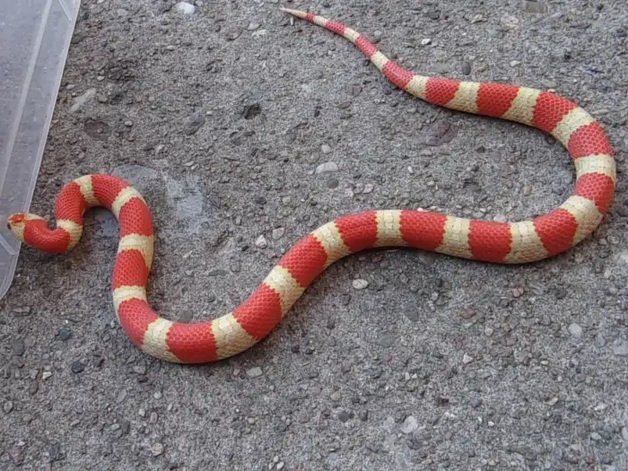 subadult