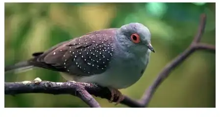 holoubek diamantový