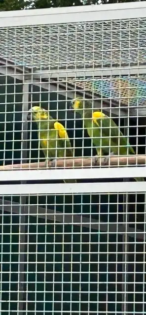 samice po přepeření