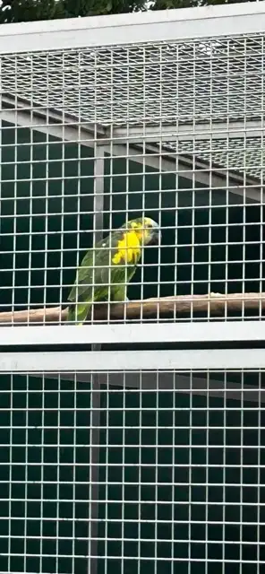 samice po přepeření