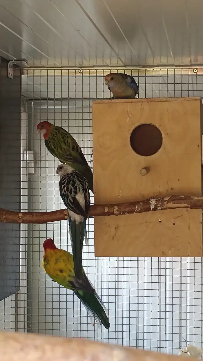 0,1 štěp. modrá zlatá