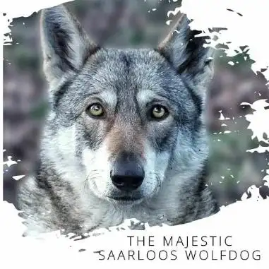 Alpha She-Wolf Mawithea