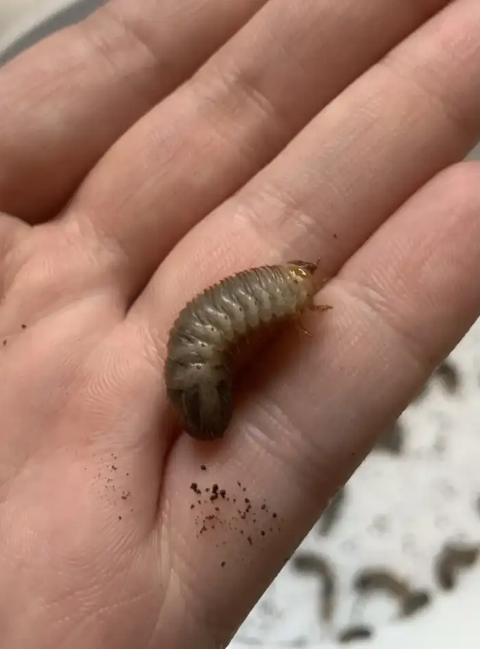 larva