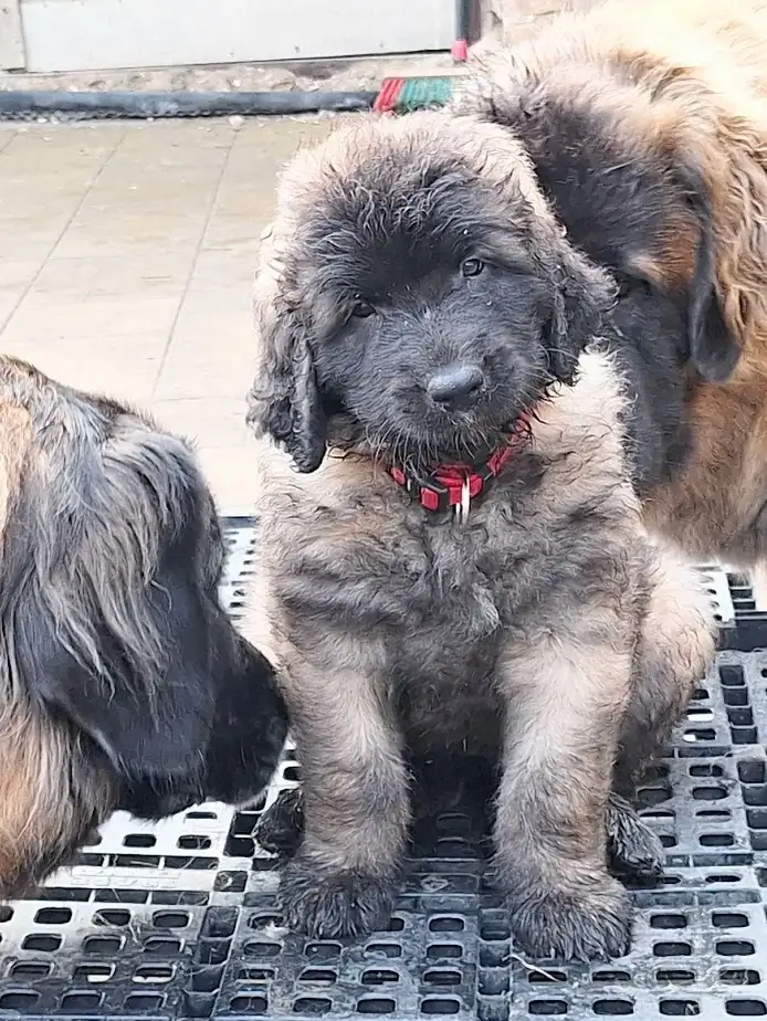 červená fenka Ariel