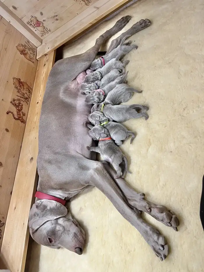 Maminka se štěňátky