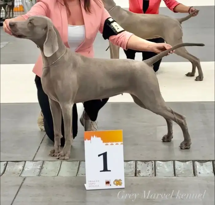 Matka vrhu F - Pepper