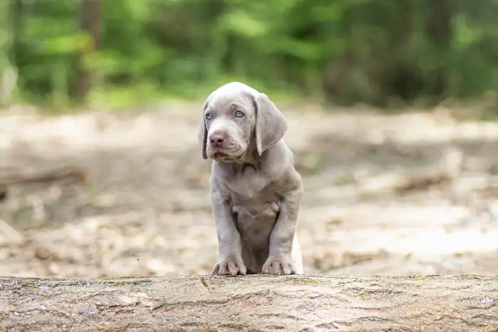 Štěňátko z vrhu D po Pepper